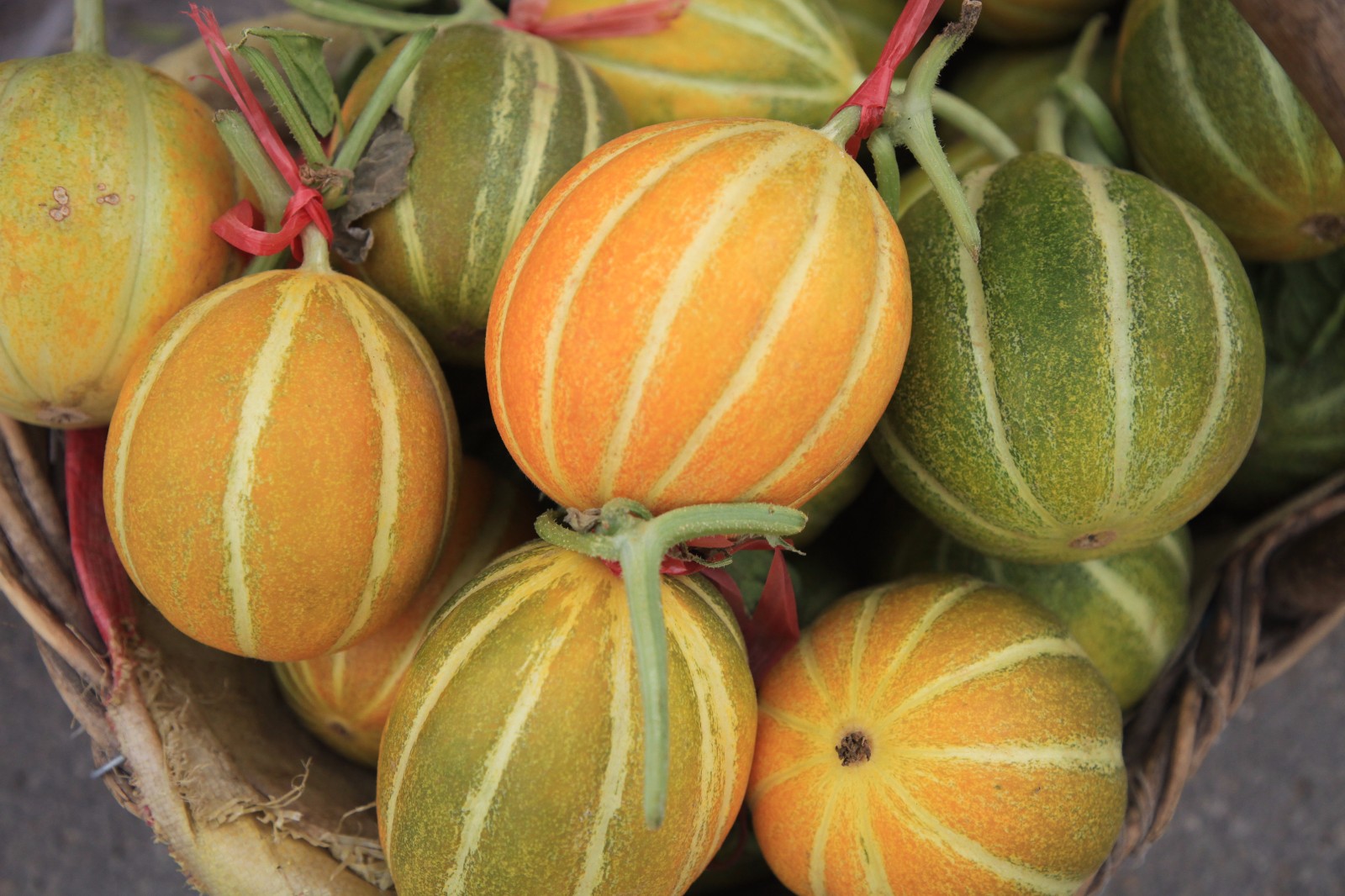 河南大叔种的瓜因酷似地雷,年年丰收,取名"丰雷"