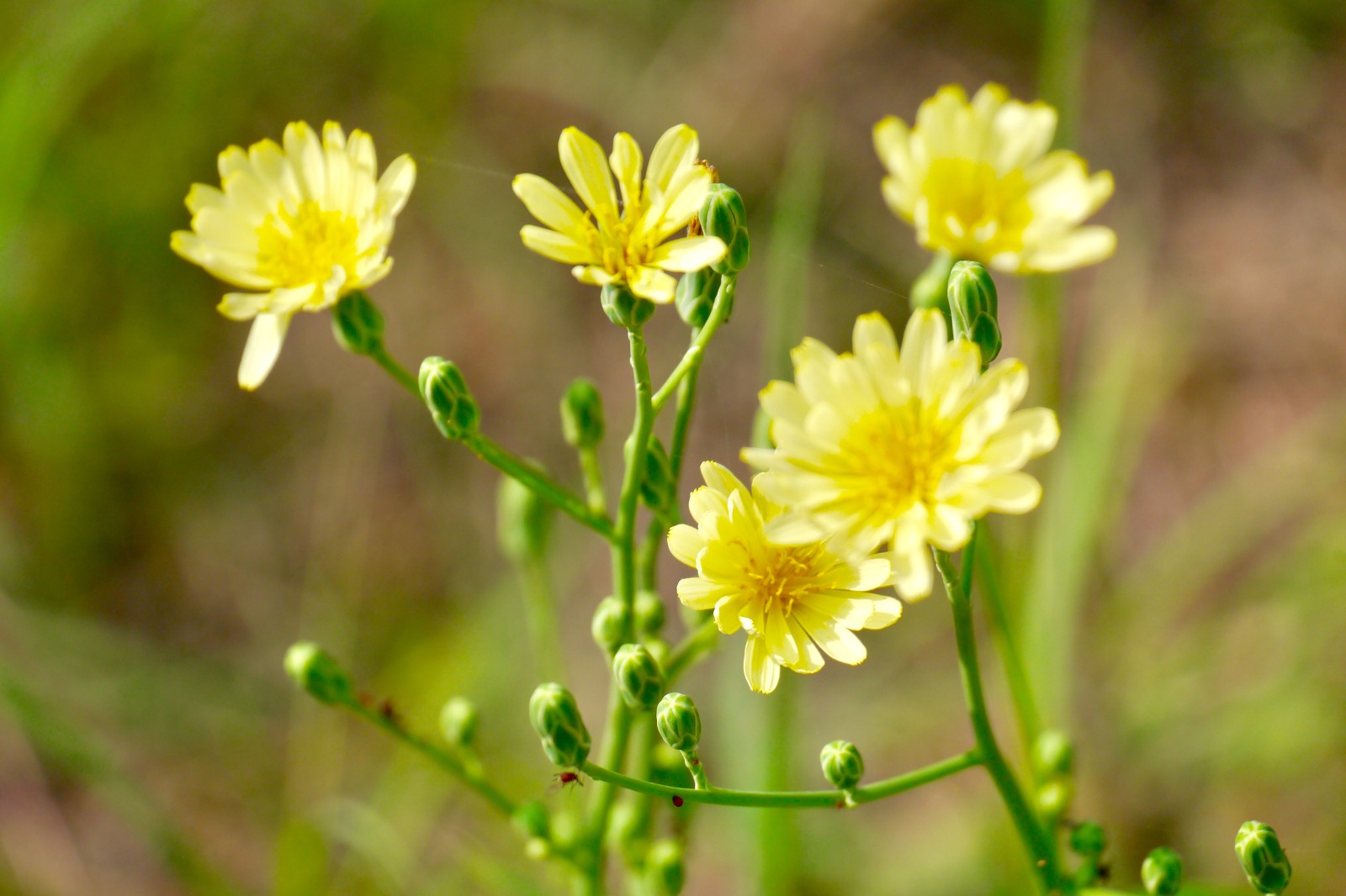翅果菊又称山莴苣野莴苣花果期411月全草可药用