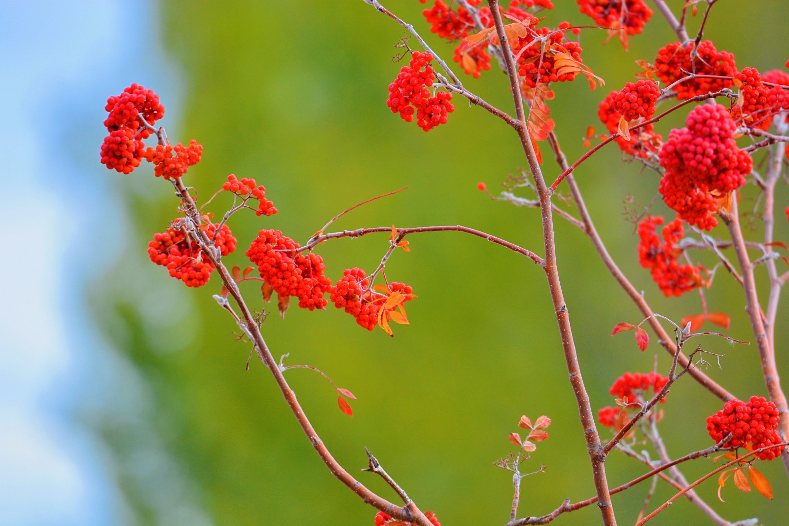 红果花楸果就是这么美,红红火火的生活和心情,原创摄影