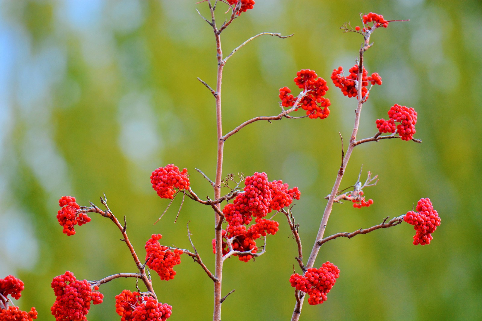 红果花楸果就是这么美,红红火火的生活和心情,原创摄影