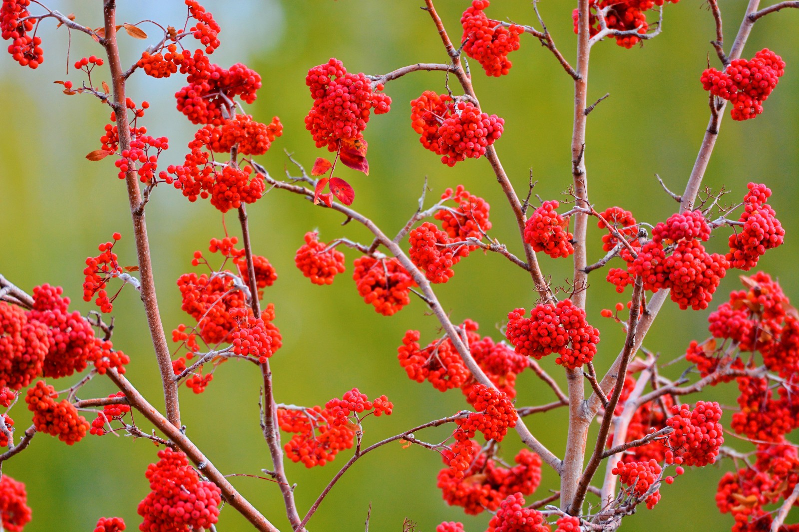 红果花楸果就是这么美,红红火火的生活和心情,原创摄影