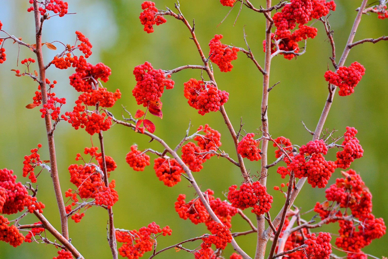 红果花楸果就是这么美,红红火火的生活和心情,原创摄影