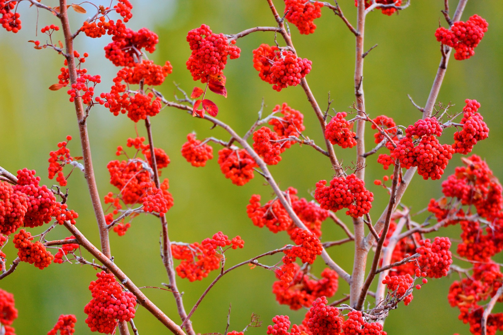 红果花楸果就是这么美,红红火火的生活和心情,原创摄影