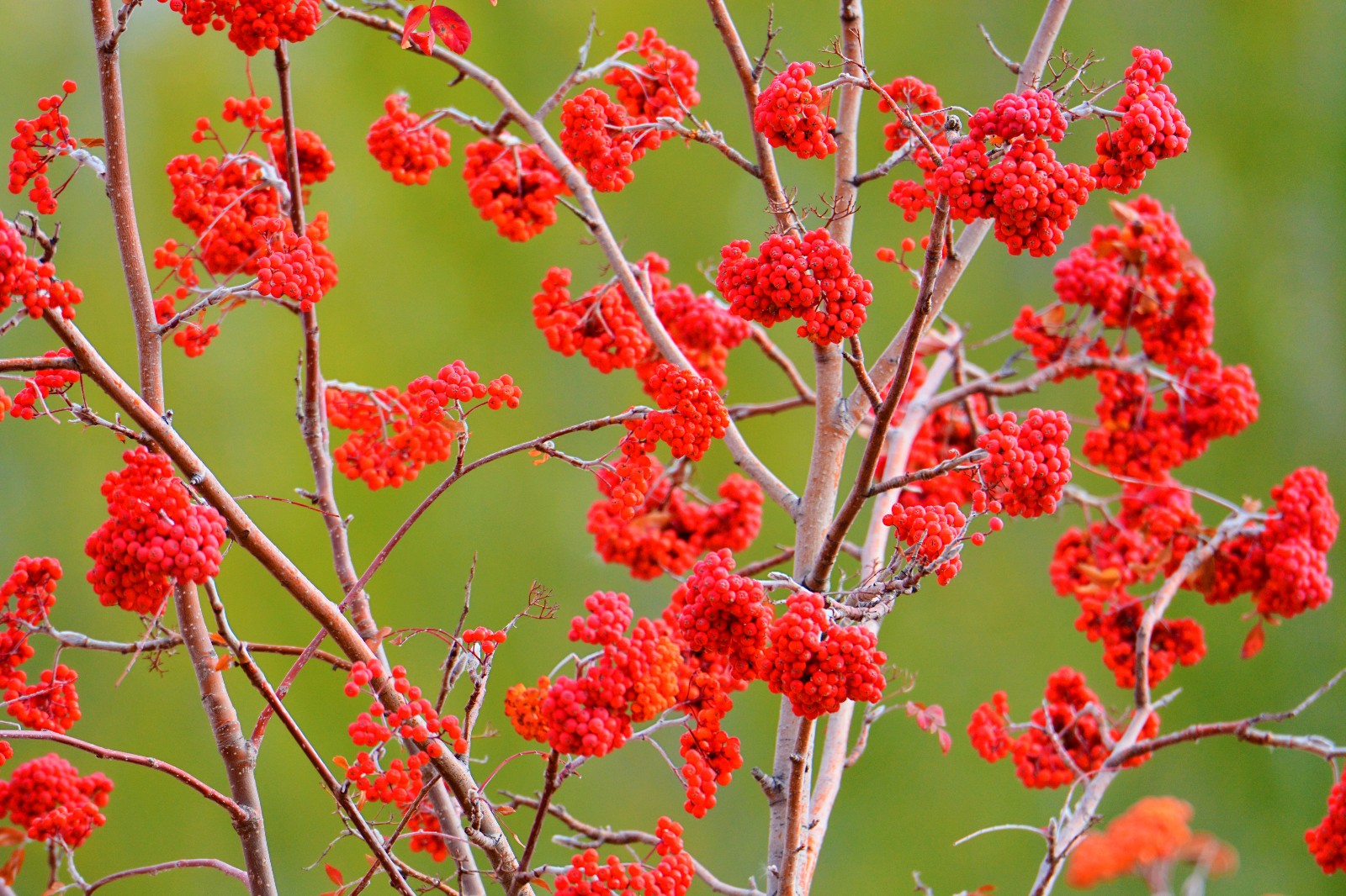 红果花楸果就是这么美,红红火火的生活和心情,原创摄影