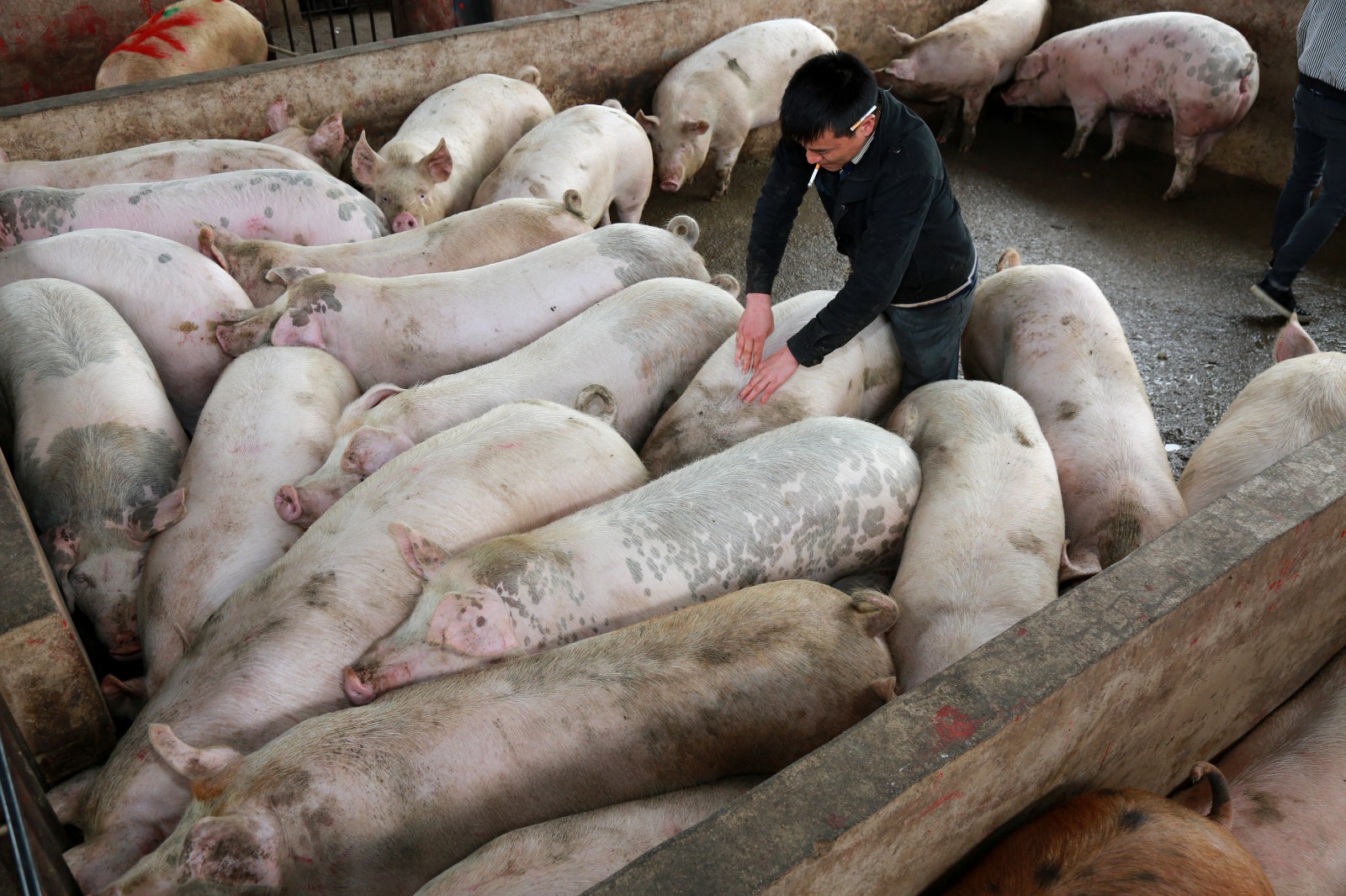 实拍生猪交易市场,原来你吃的肉是从这里来的