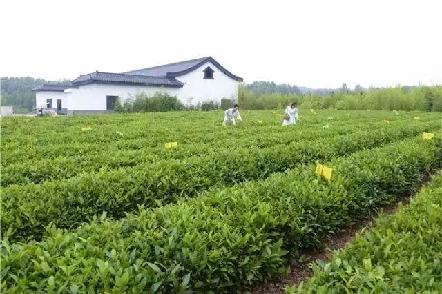 御海湾茶博园海岸绿茶三面环林,一面靠海,被誉为"中国近海第一茶".
