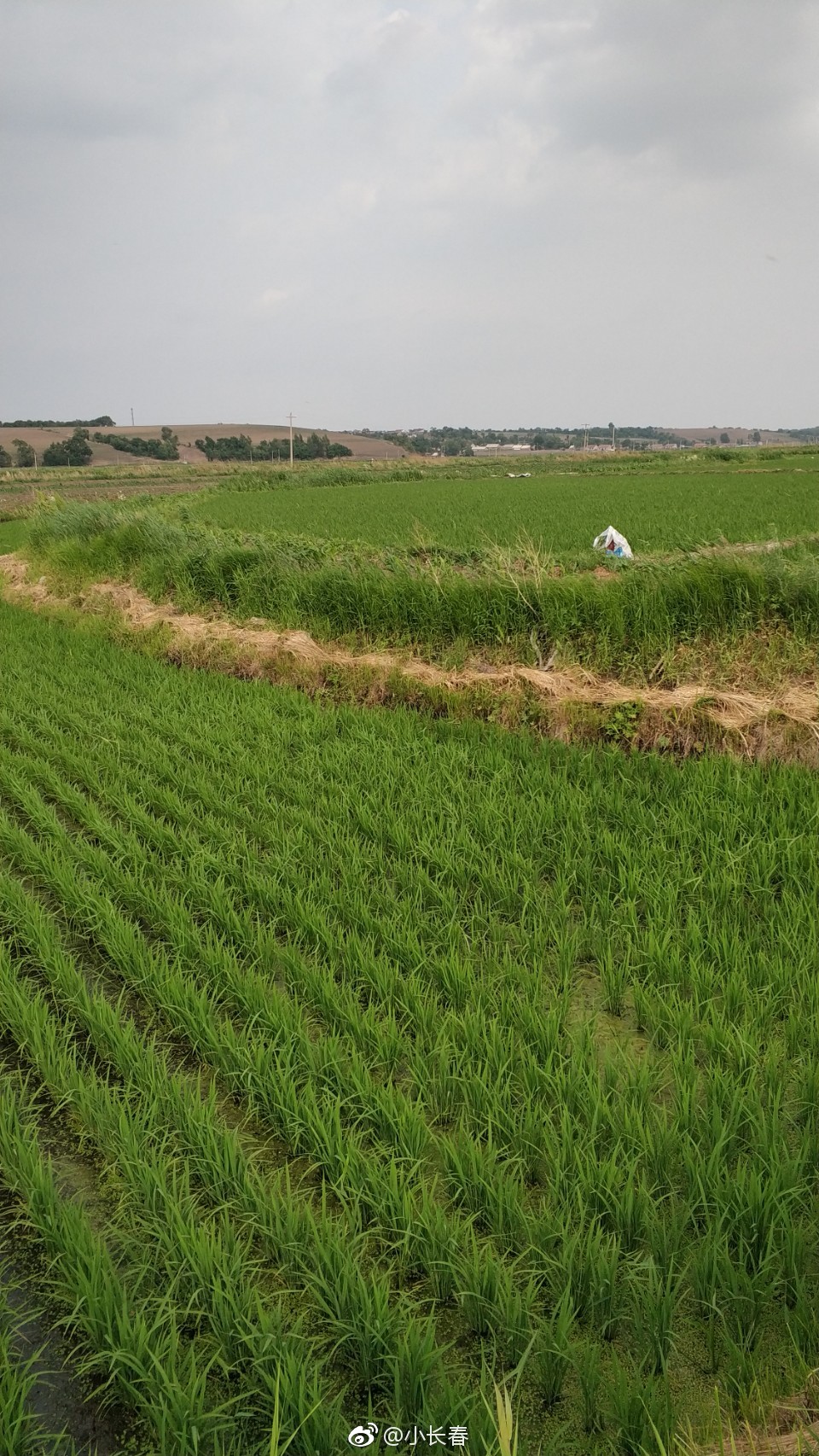 来自天下第一粮仓榆树的农村稻田,图一我家的一亩三分地