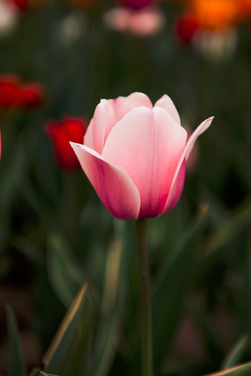 郁金香又名洋荷花, 草麝香, 郁香, 荷兰花,为百合科郁金香属多年生