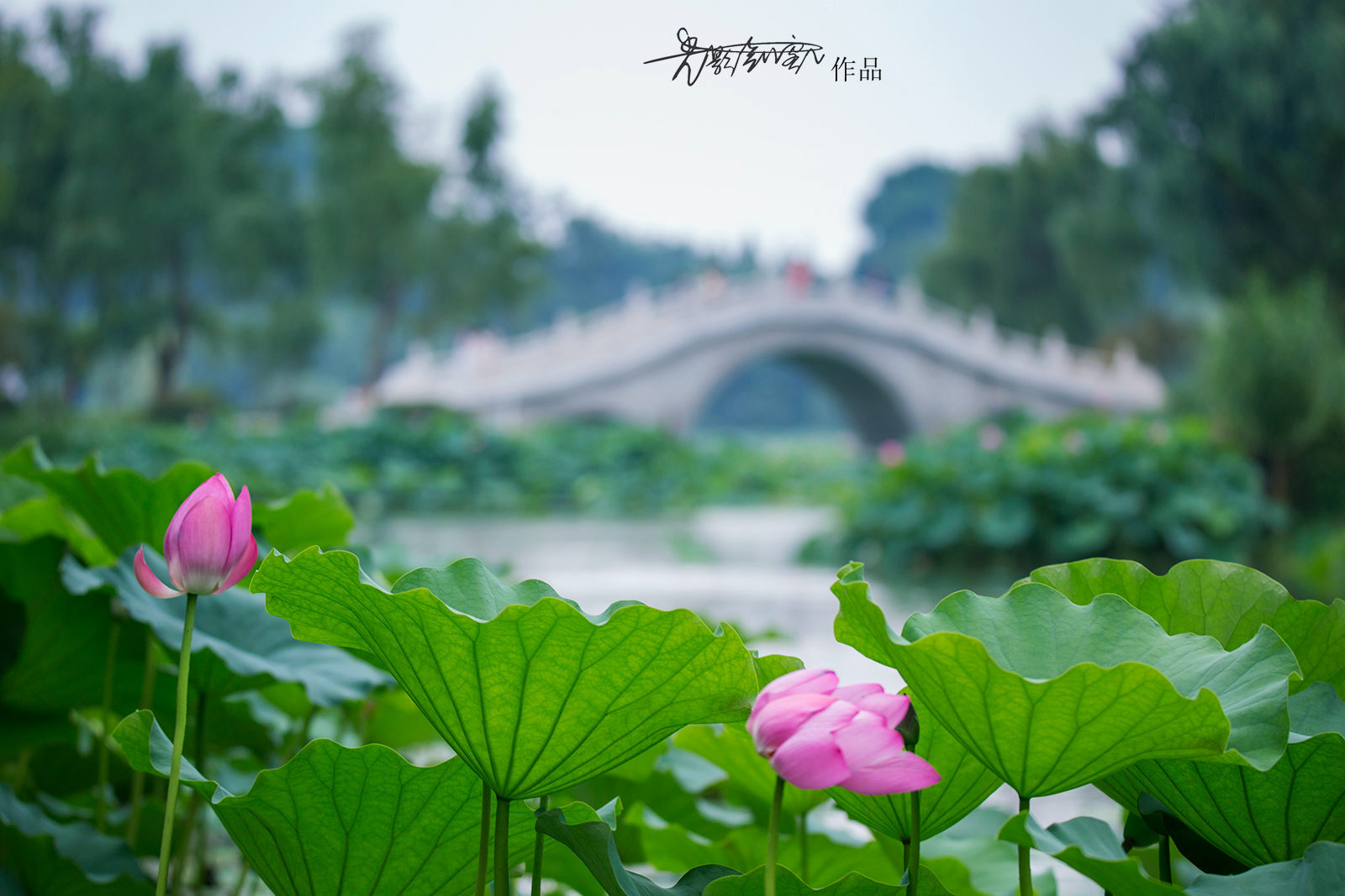 20187月玄武湖玄武公园池塘里成片的荷花已经盛开