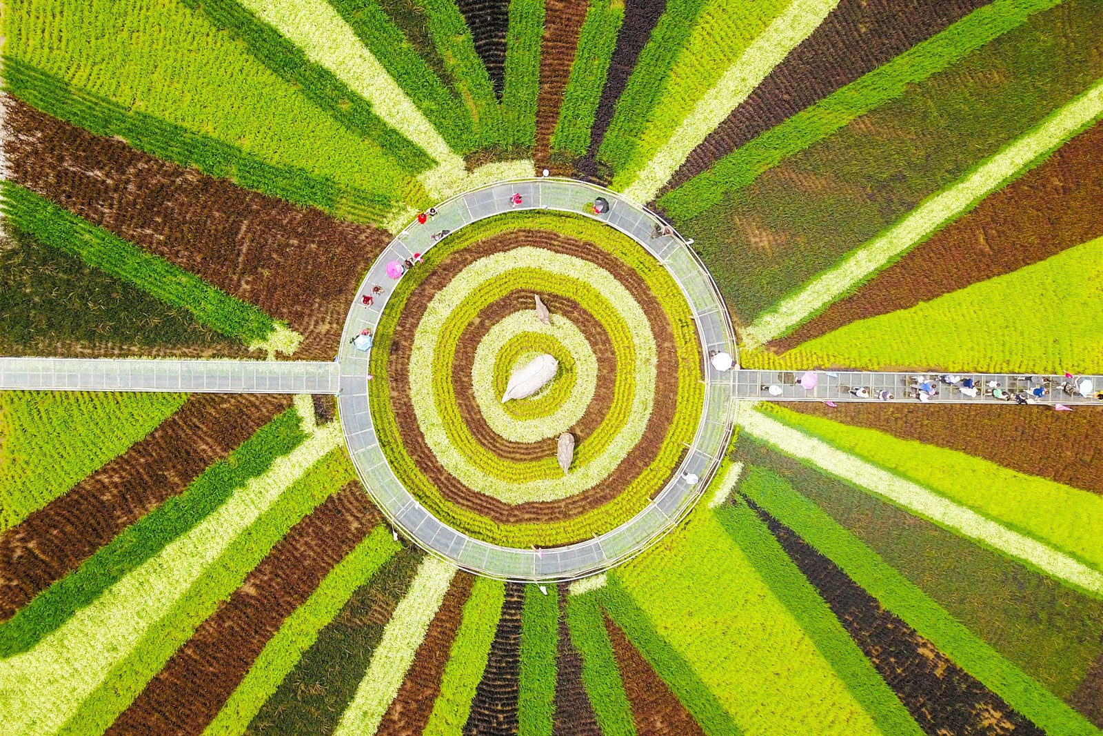 宁夏这里将稻田种成一幅画