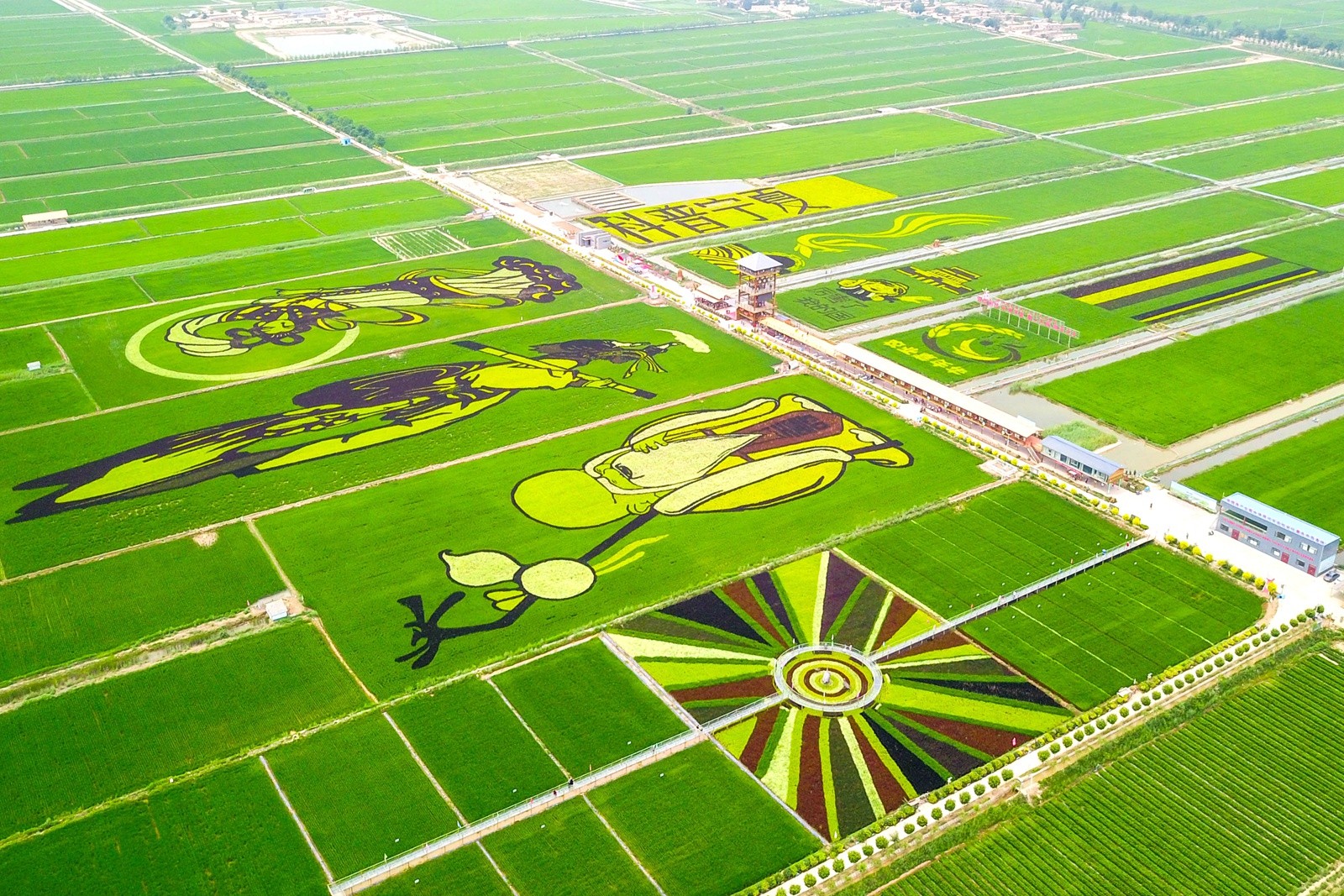 宁夏这里将稻田种成一幅画