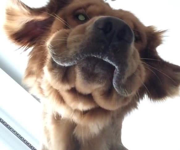自从养了金毛犬,主人每天都是被这样吓醒的,有同感的进!
