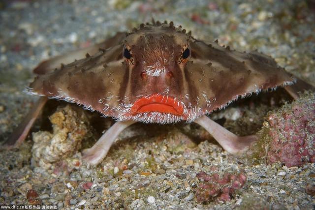 盘点海里那些长相奇怪的生物,你们当真没有外星基因吗(第二期)