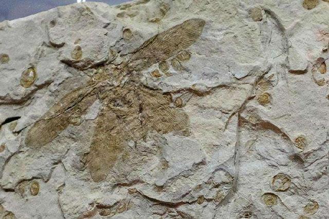 9500万年前的蟑螂化石被找到, 科学家从中发现蟑螂"打不死"秘密