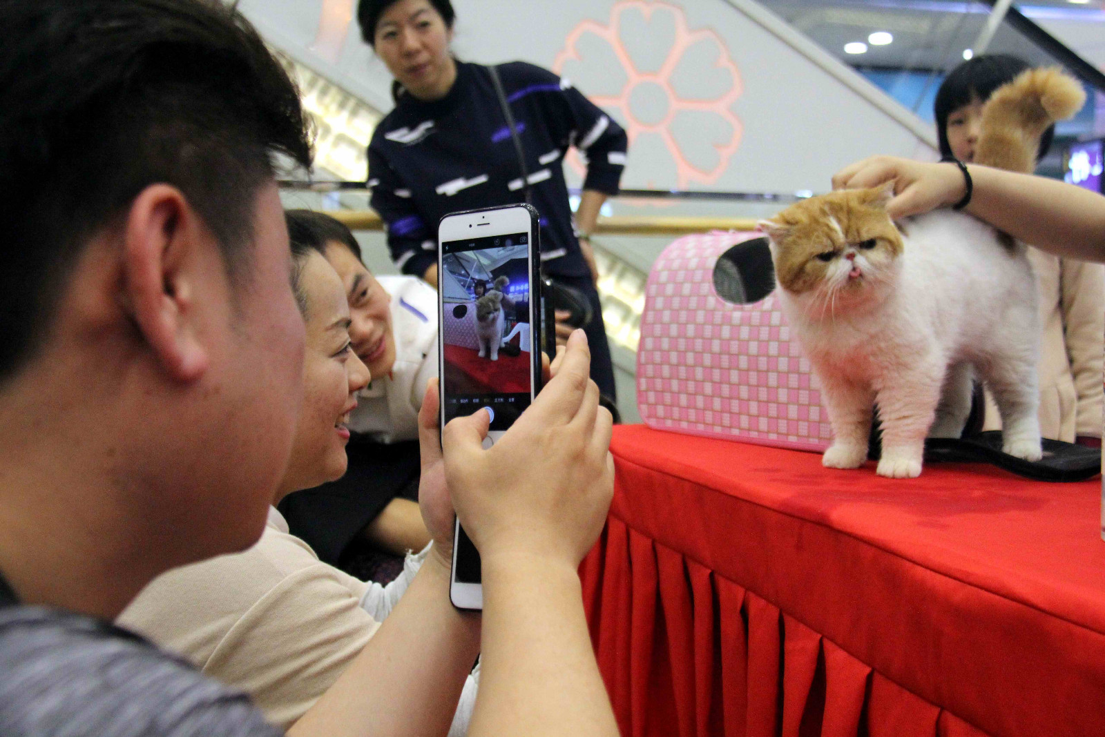 安徽芜湖举办猫咪选美大赛,现场围观市民都被萌翻了