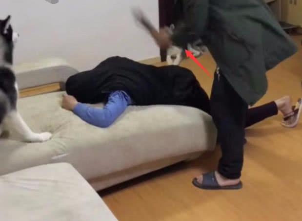 这个时候趴在沙发上的主人想起了两只狗狗,赶紧向它们呼救,但是二哈