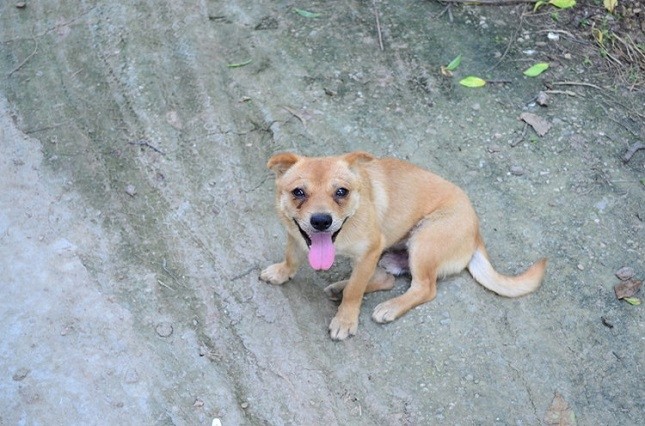 土狗不值得养?几个理由证明土狗一点不差,甚至更优秀