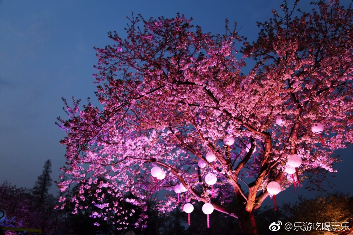 夜赏樱花是国内首创明月初升无边樱花海刹那亮起璀璨彩灯