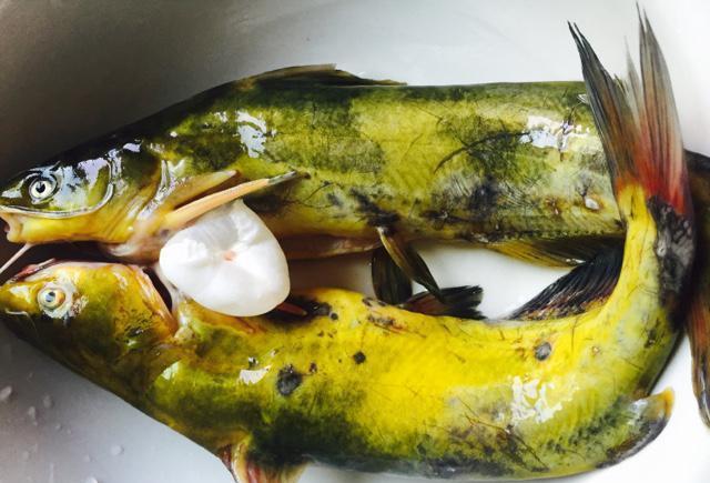 里吃过几次这道菜,感觉鲜美无比,不需要太多调料就可以做哦汪丁鱼两条