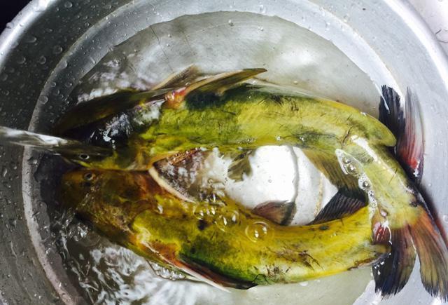 汪丁鱼两条,不知道在其他地方叫什么,好像有好几种叫法上面黄黄的是