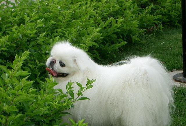 你喜欢吗?|拉布拉多|秋田犬|大白熊犬_新浪新闻