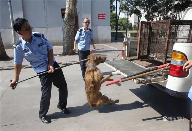 蒲江的警察蜀黍只用一招,就让养狗人"束手就擒"