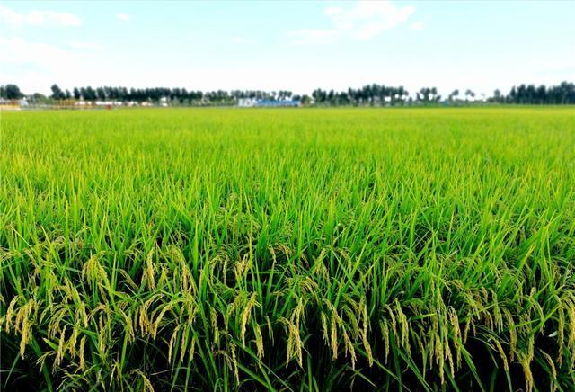 春华秋实 中国农民丰收节里的兴安盟大米别有一番滋味