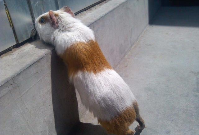 荷兰猪产地不在荷兰归于鼠类为啥叫做荷兰猪呢