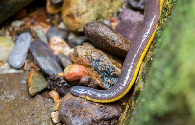 在河里面的这一种生物, 虽然不起眼, 却是很珍贵的|生物|螈|蚯蚓_新浪