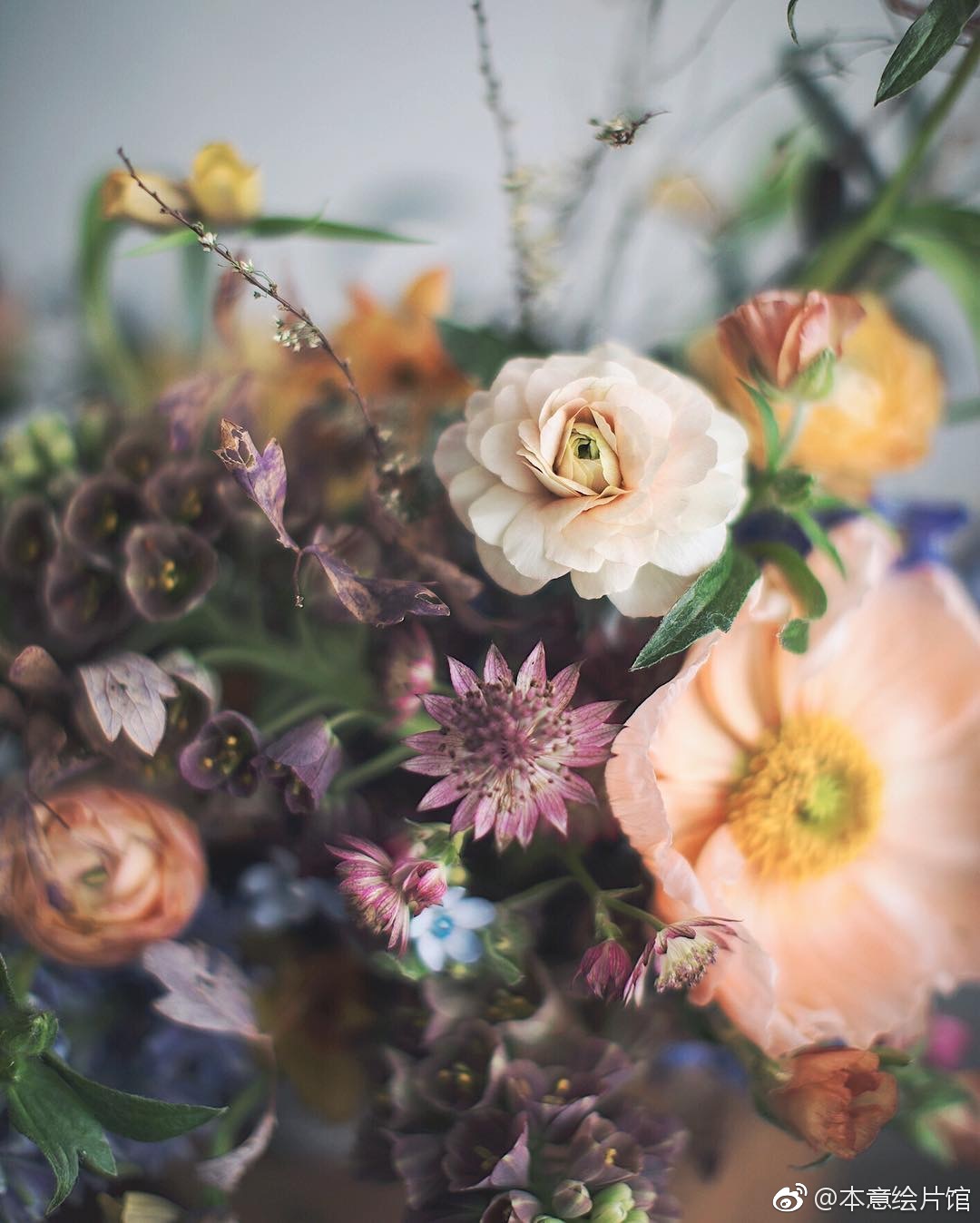 早上好 复古风花卉摄影作品分享,可还喜欢这种fu~ | ins