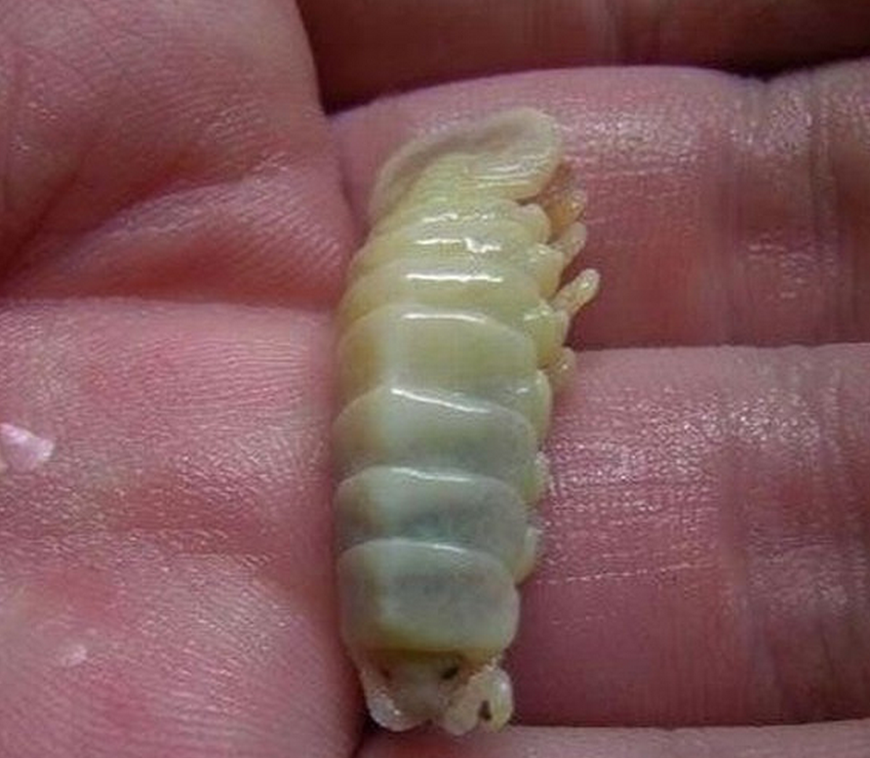 小哥钓到大鱼,发现鱼嘴有异物,挑出一看表示不敢吃