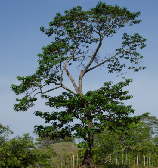 且看轻木是如何让自己变成有用之才的