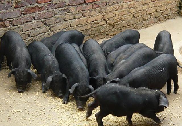 12斤重小香猪却让广西环江上敢屯饮誉世界