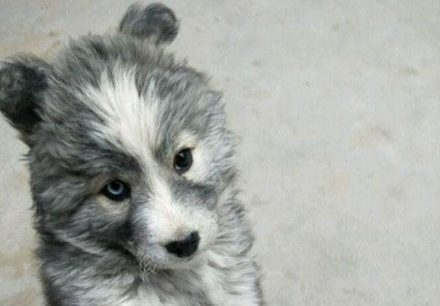 这长相也确实有点类似哈士奇,但是银灰色的哈士奇却不是这个样子的