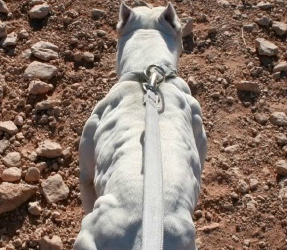 每当看到这只松鼠的肌肉照,除了感叹还能有什么,吃素的不一定好惹图
