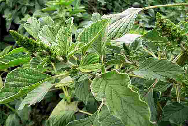 农村这种常见野草,人称"母猪刺",浑身是刺,却是能治胆结石