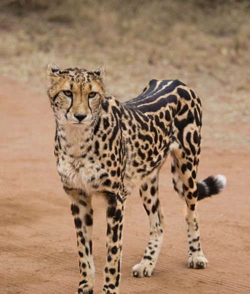 动物世界王猎豹