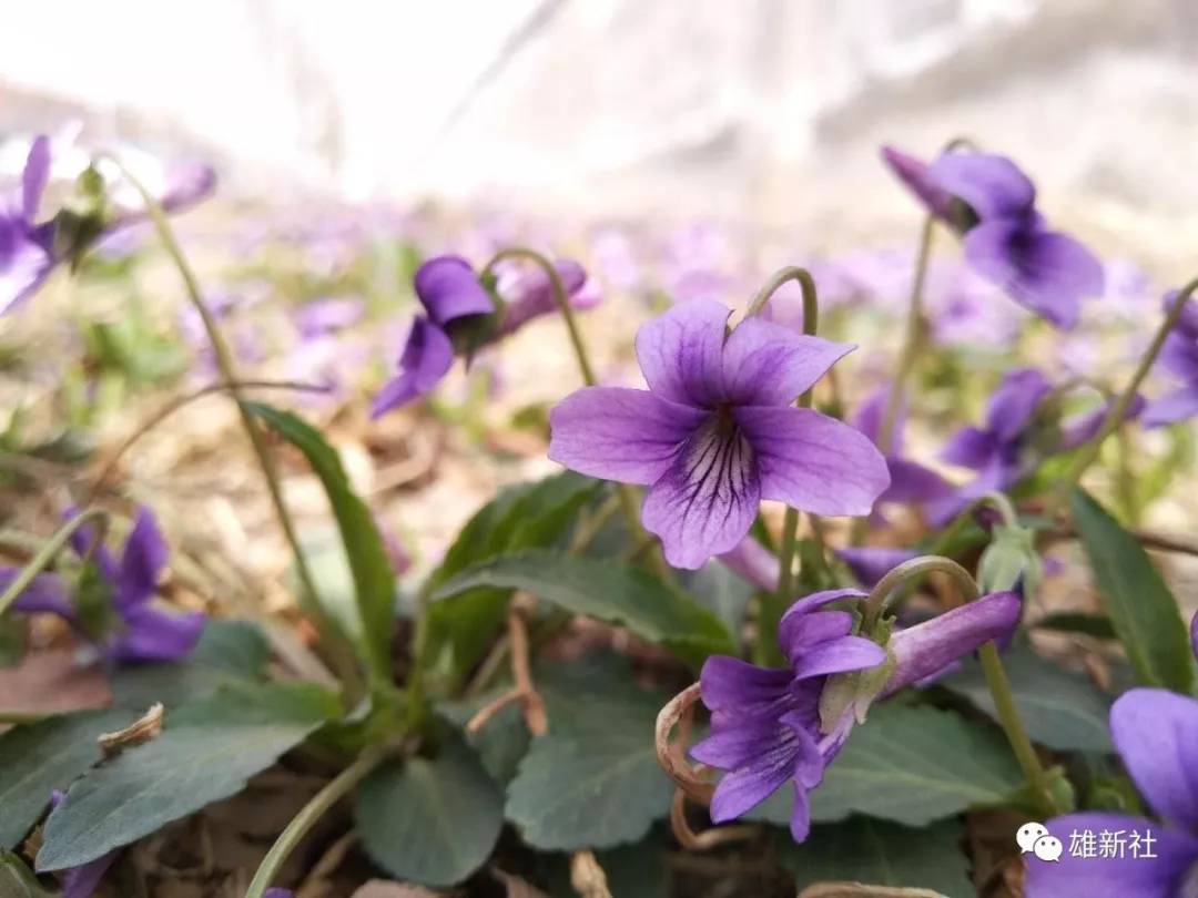 雄新社:荣乌新线涉及村庄确定 雄安安置房调查