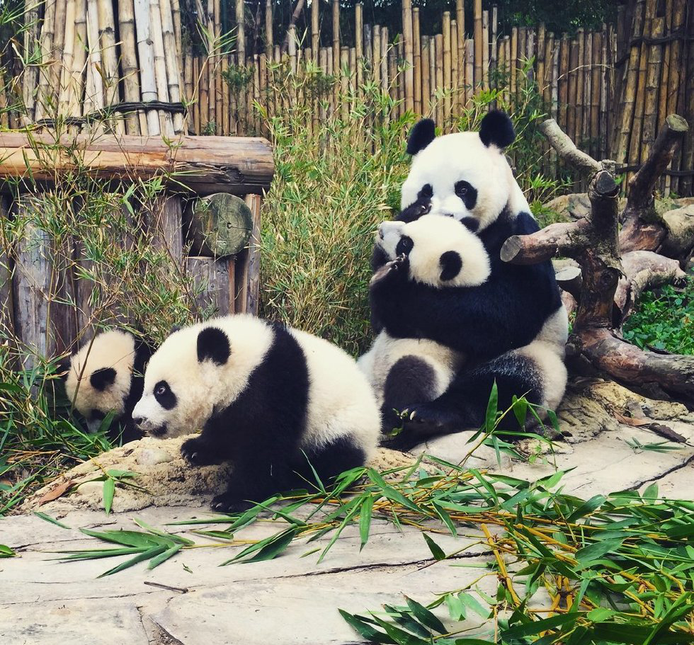 图片来源:视觉中国广州市,长隆大熊猫三胞胎年满半岁.