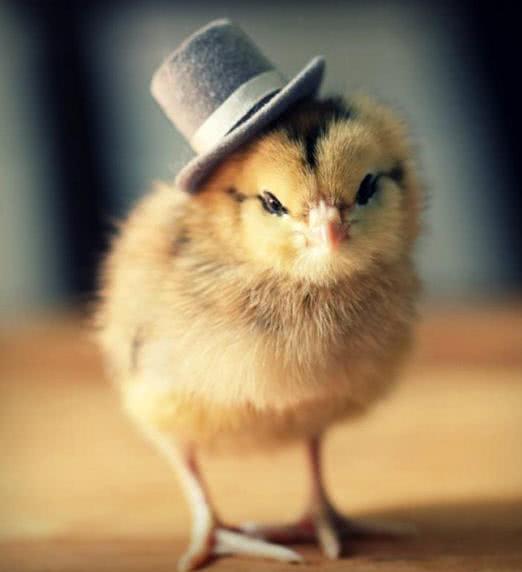 爆笑内涵图:萌死我了,这是我见过最好的小鸡了!