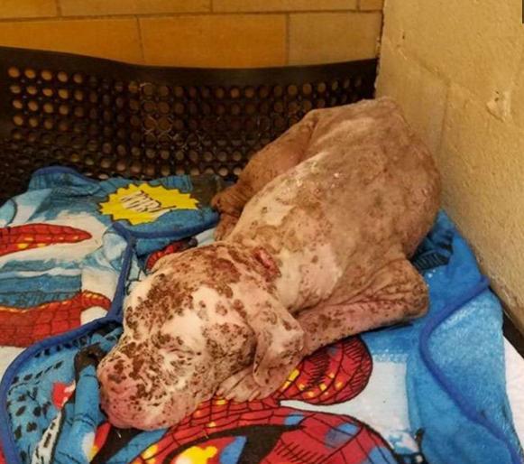 女子捡到"面目全非"的比特犬,当它用力睁开眼睛的瞬间人都哭了