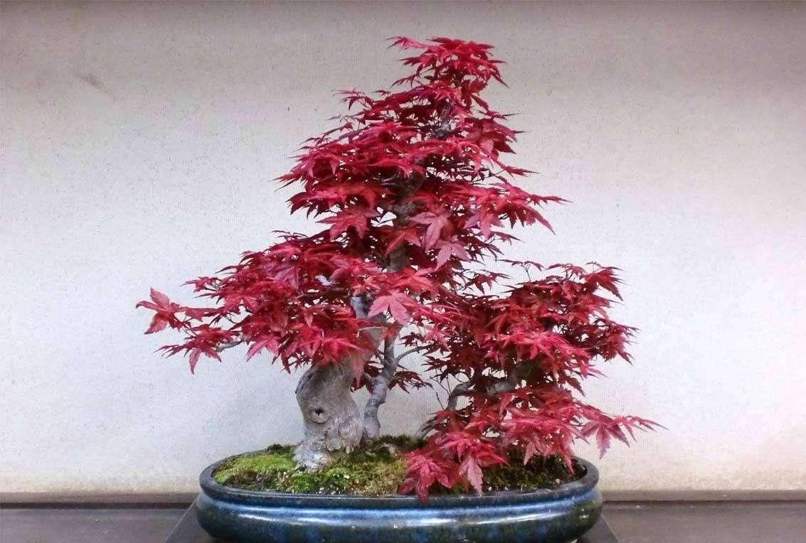 1招将红枫树种到家中, 做成盆景老人喜欢, 冬天家里红一片