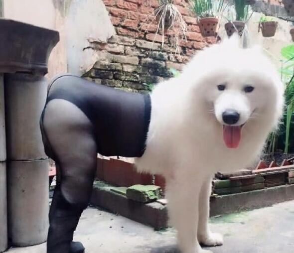 当萨摩耶穿上性感黑丝那画面辣眼睛我不敢看