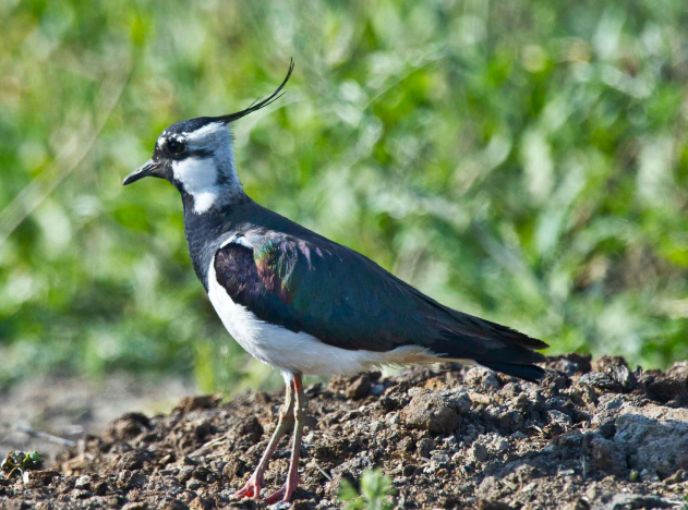 凤头麦鸡,头顶有着细长黑色冠羽的动物