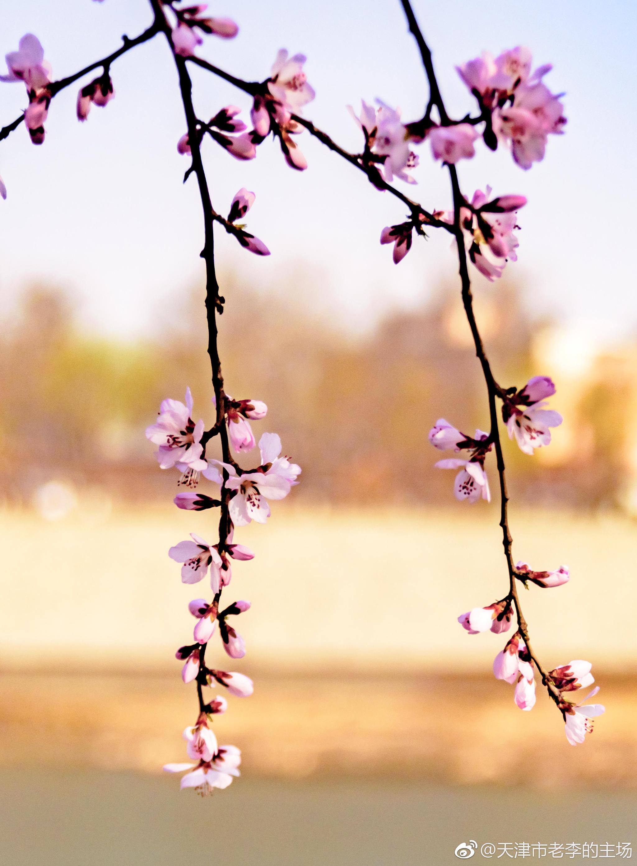 《桃花开春来到》风起时,笑看落花;风停时,淡看天际.懂得放下
