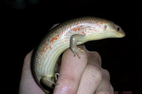 在我们这地方叫"五寸棍", 其实是无毒的, 被骗了二十几年