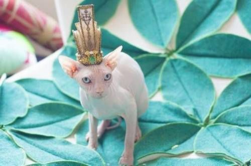 霍思燕家的小玉生了 网友却关心这窝小猫值多少钱