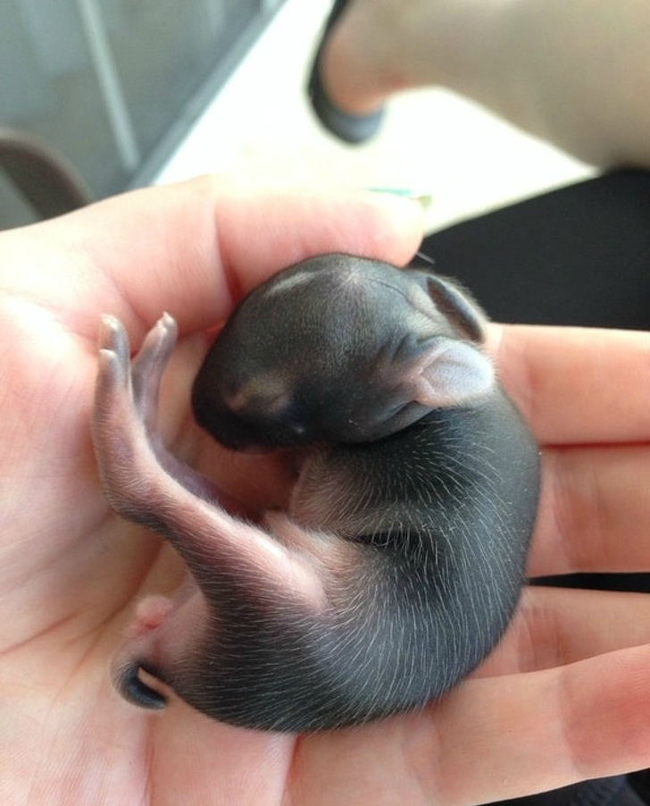 18个刚出生不久的小动物图片,好萌好可爱,你全认识吗