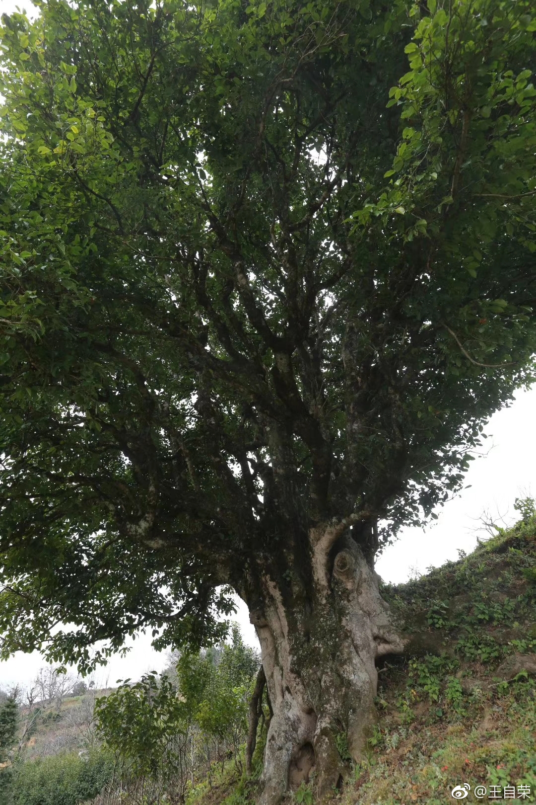现在,凤庆小湾镇的锦绣茶尊已经被围墙围住了,非常难进去近拍