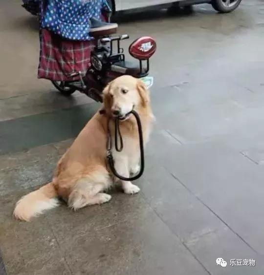 一下,倒不是怕它乱跑,是怕它被偷走,这个行为一定要点赞,狗狗听话是一